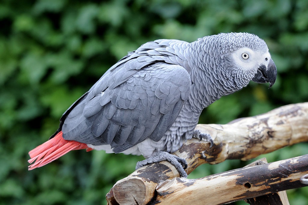 African Congo Grey Parrot