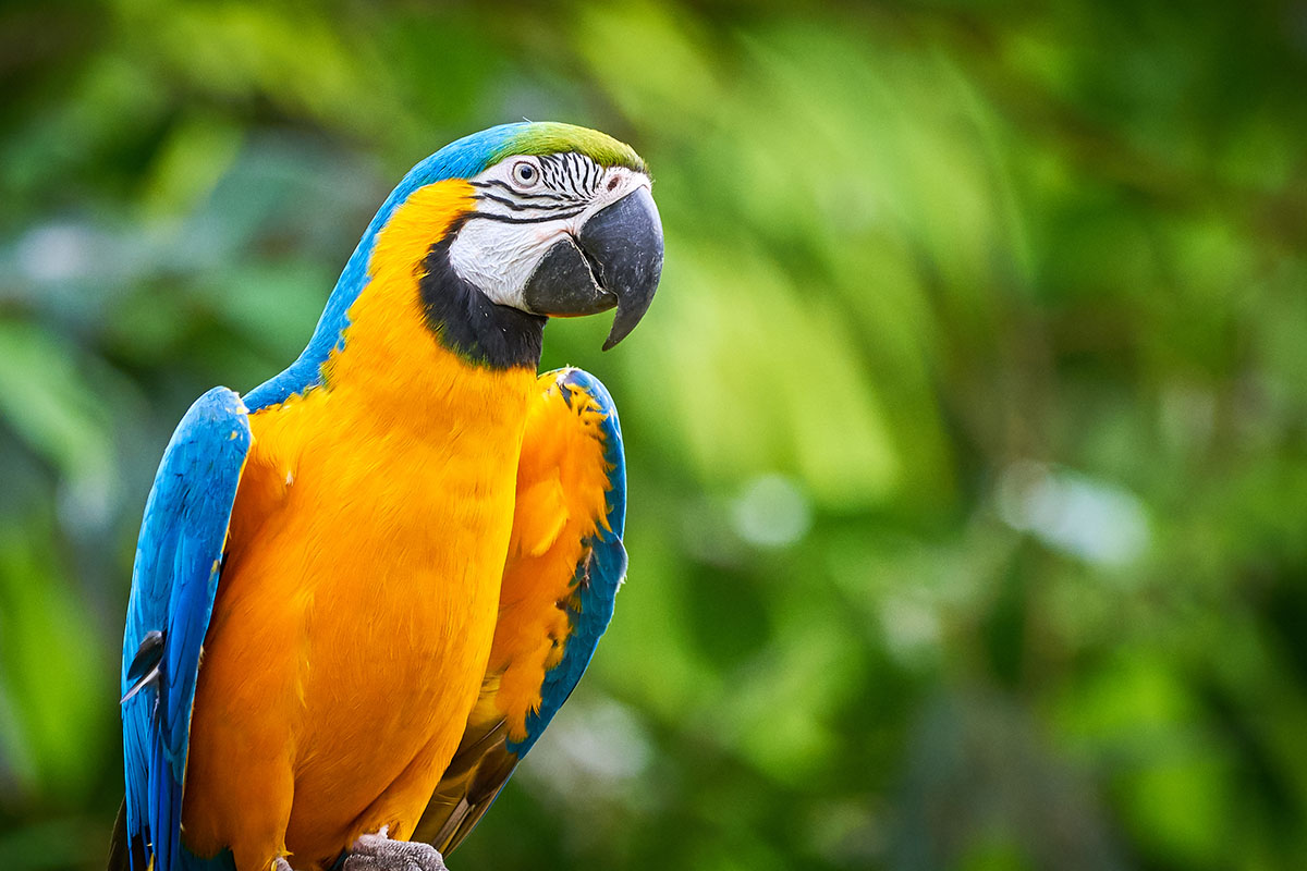 Macaw