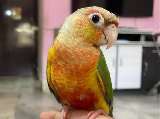Pineapple Conure