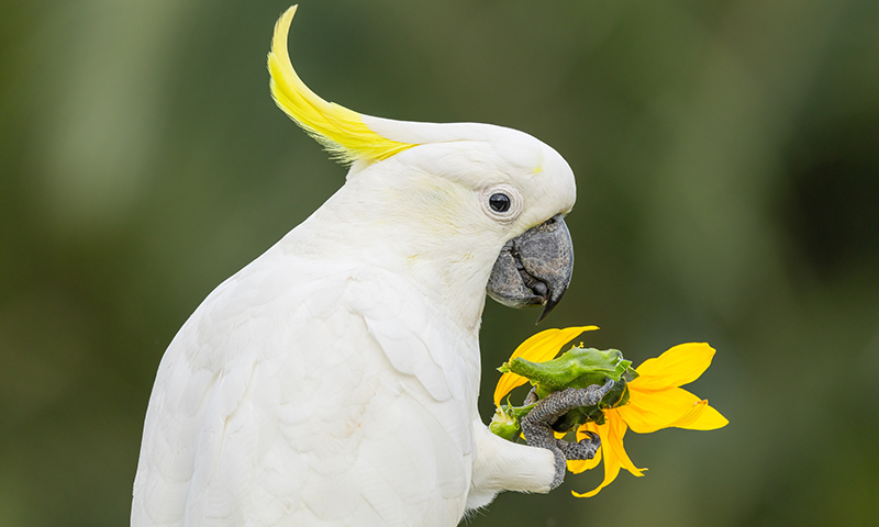 Sulphur Cockatoo