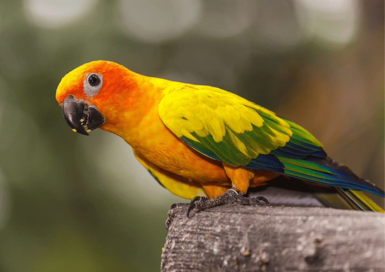 Sunconure
