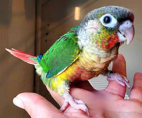 Yellowsided Conure