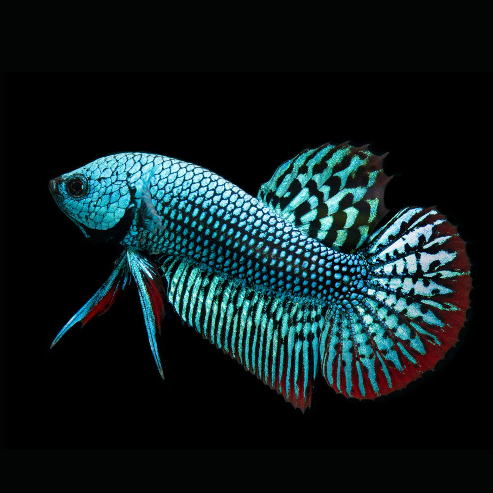 Alien Betta