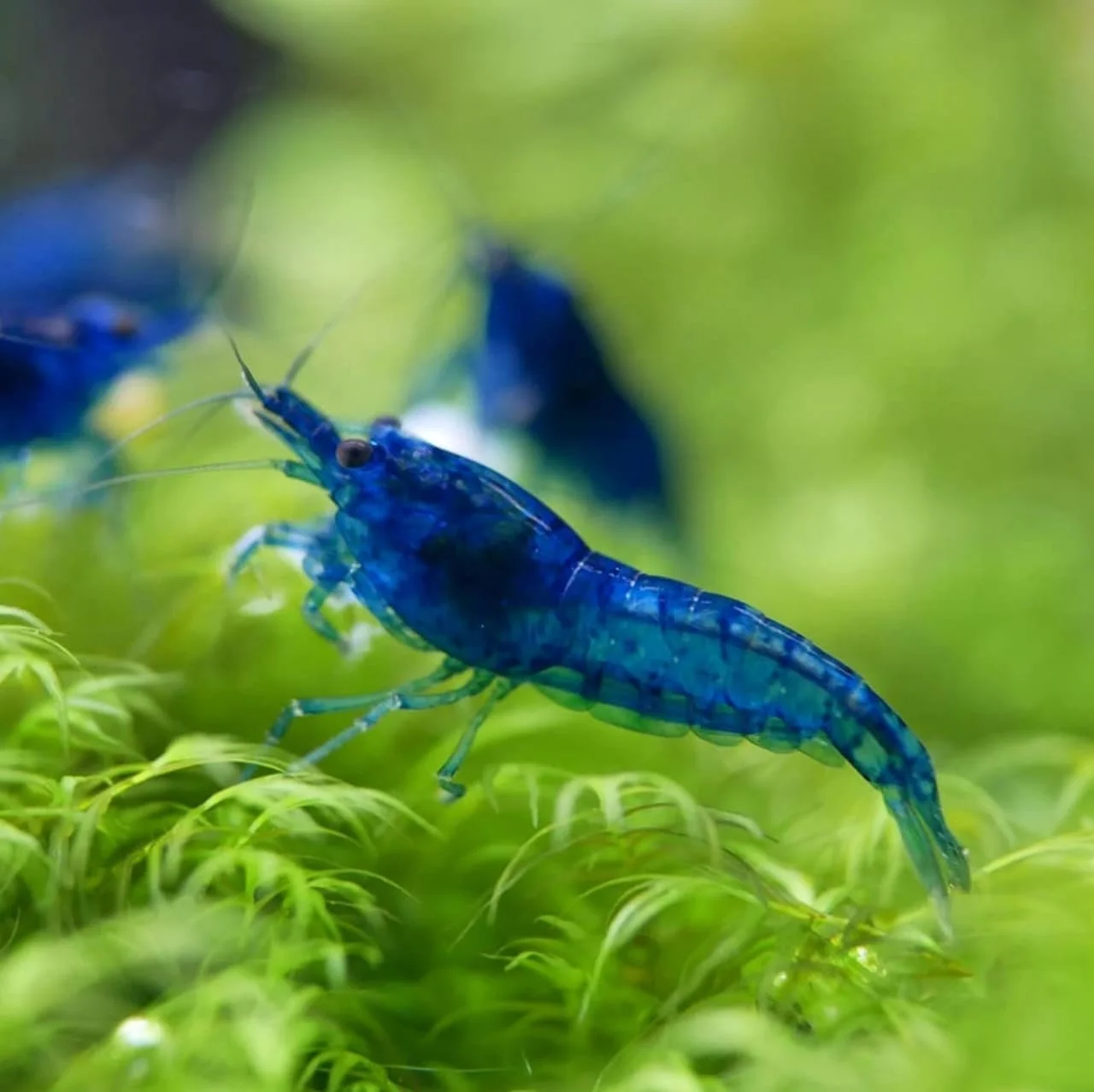 Blue Velvet Shrimp