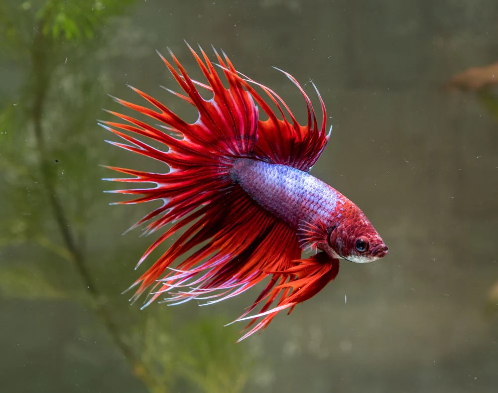 Crowntail Betta