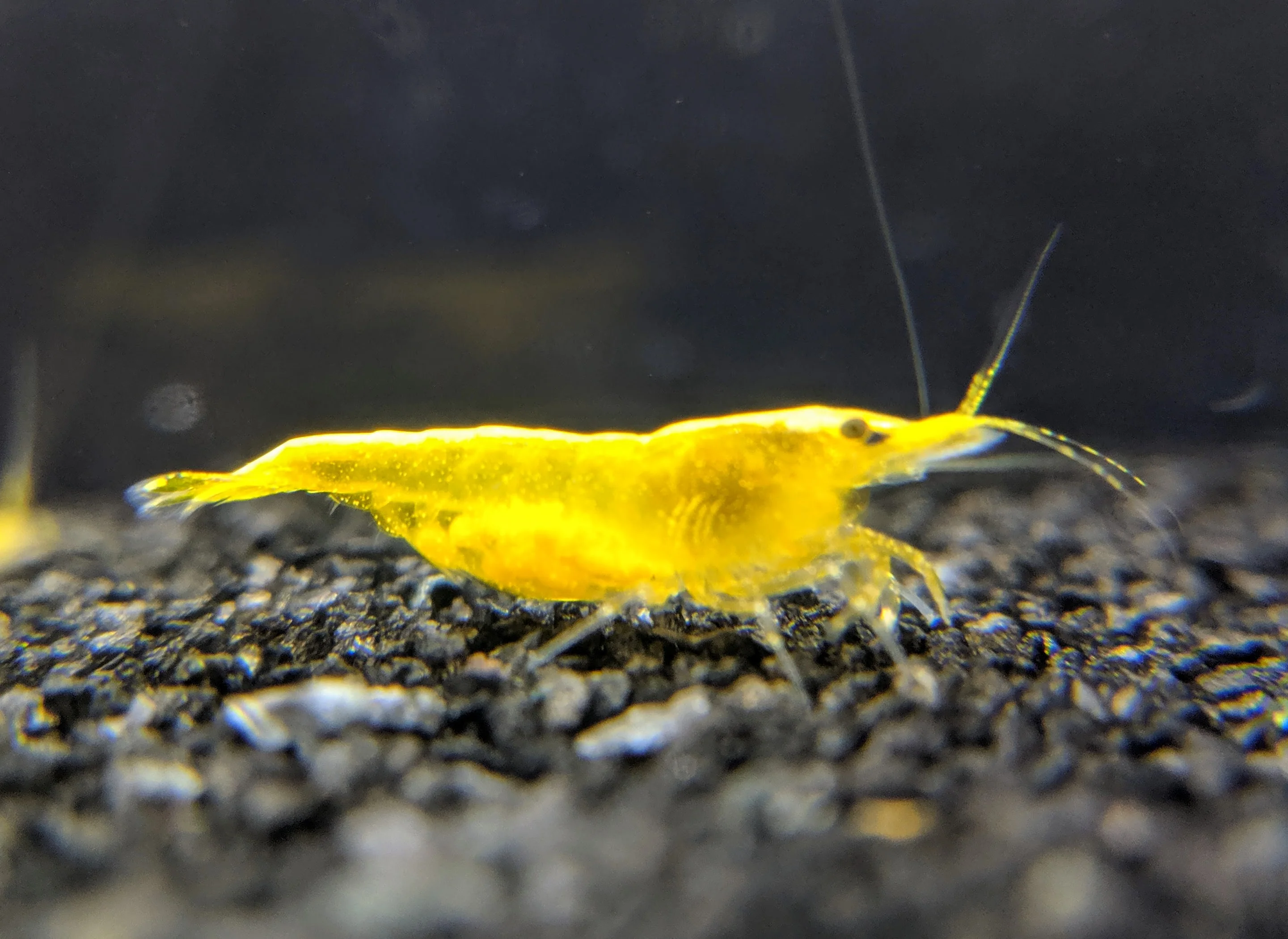 Golden Shrimp