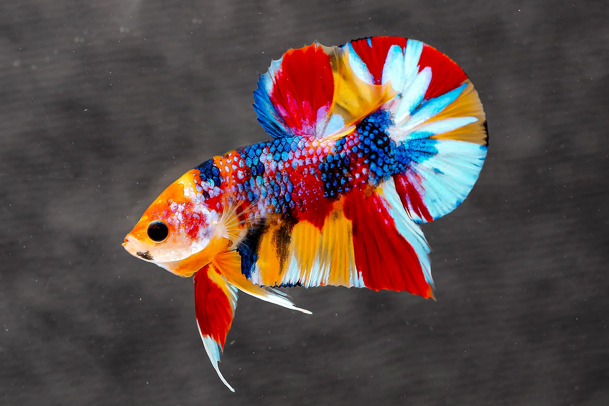 Multi Galaxy Betta