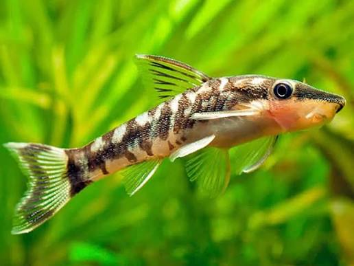 Otocinclus