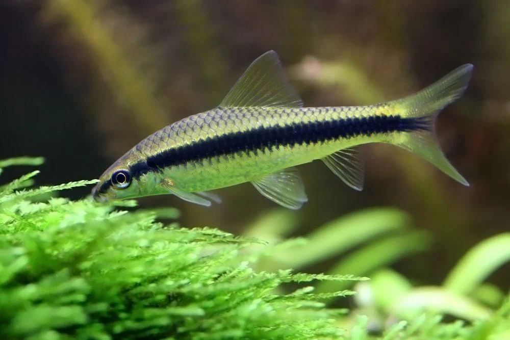 Siamese Algae Eater