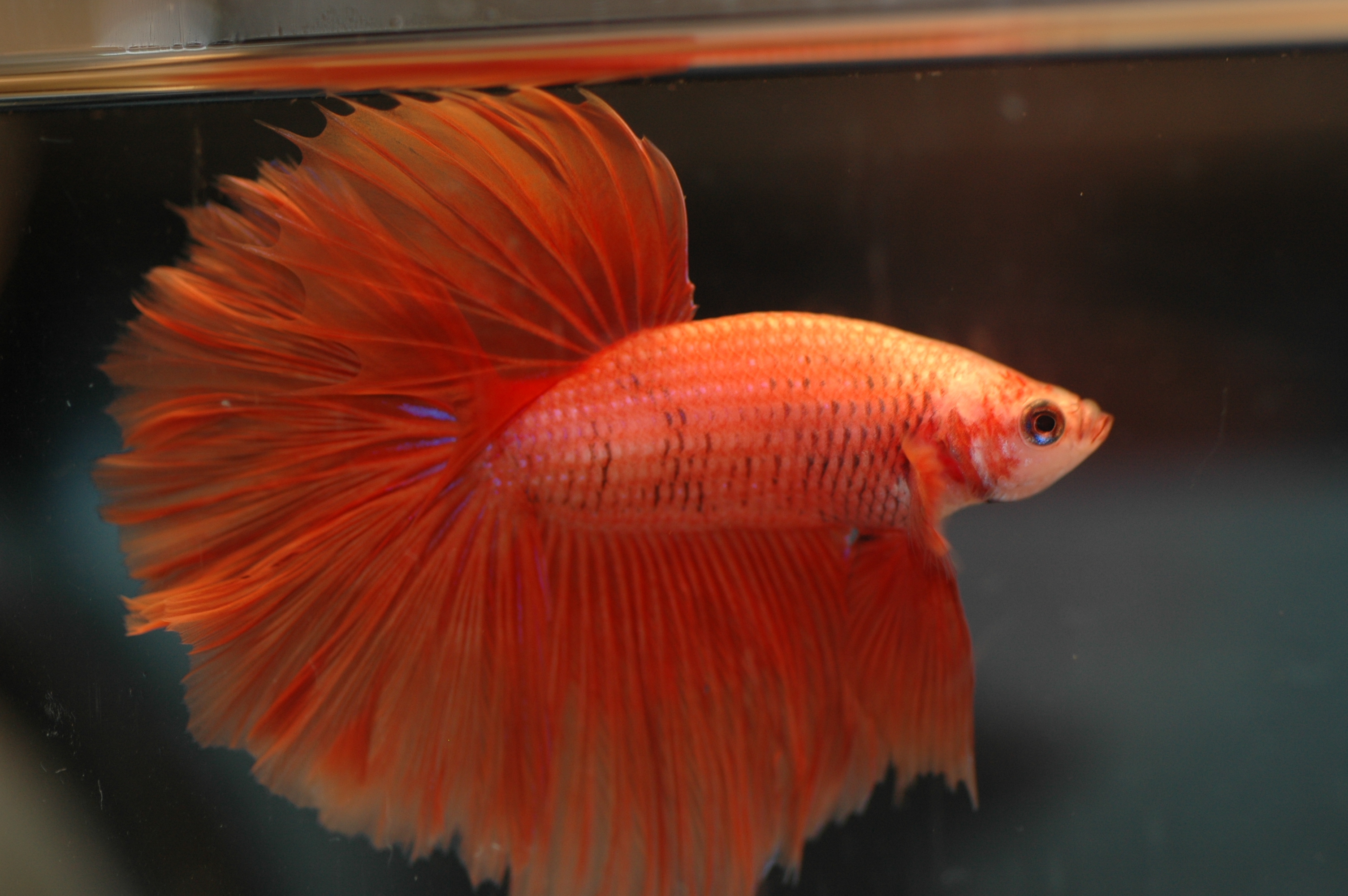 Fullmoon Betta