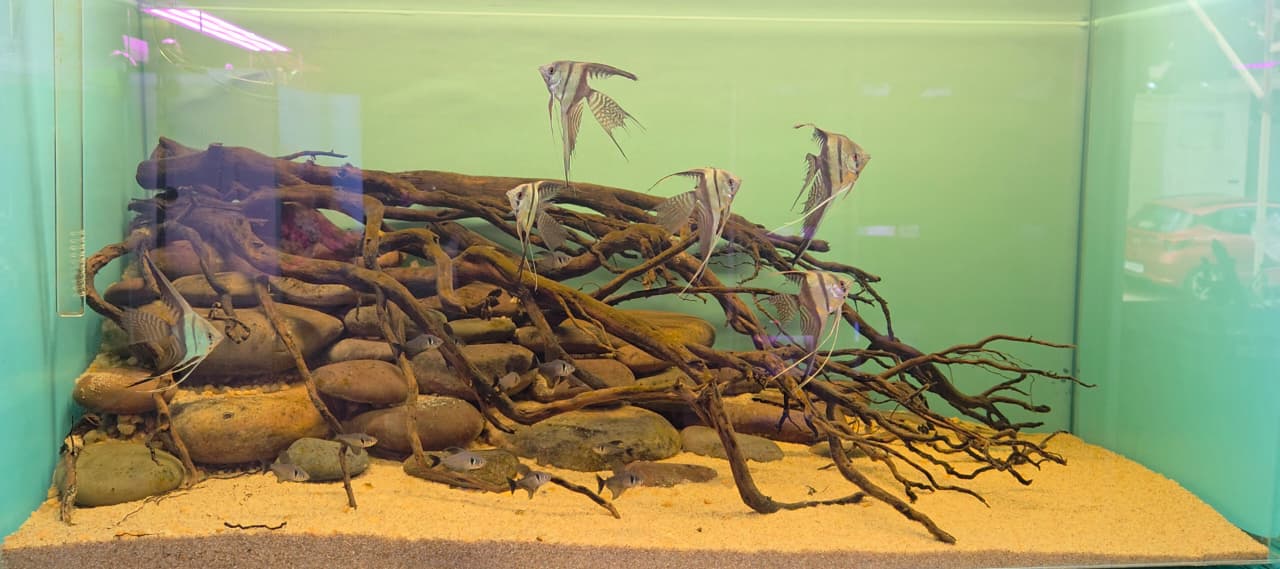 MagizhAquatics Gallery Aquascape 1