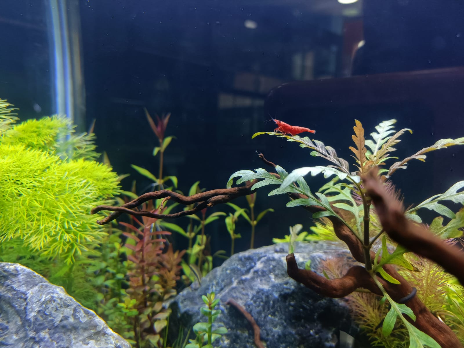 MagizhAquatics Gallery Aquascape 3