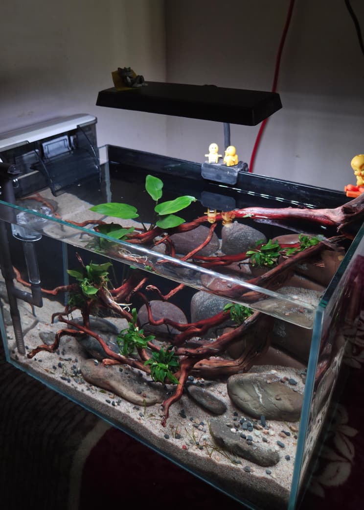 MagizhAquatics Gallery Aquascape 4