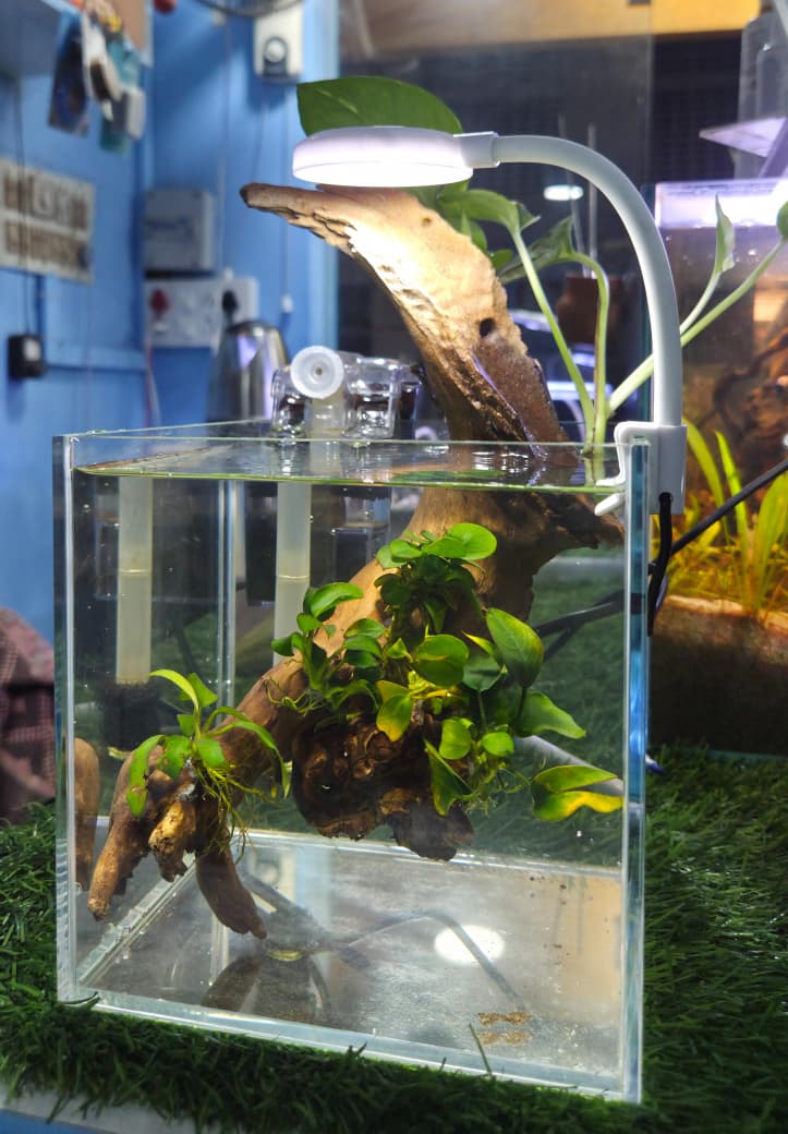 MagizhAquatics Gallery Aquascape 5