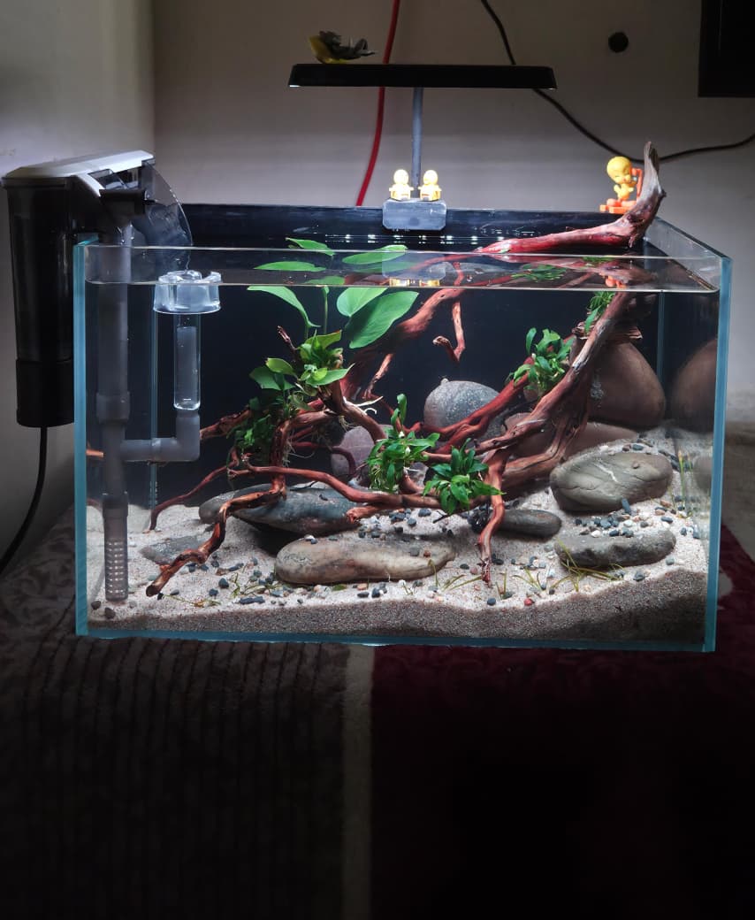 MagizhAquatics Gallery Aquascape 6