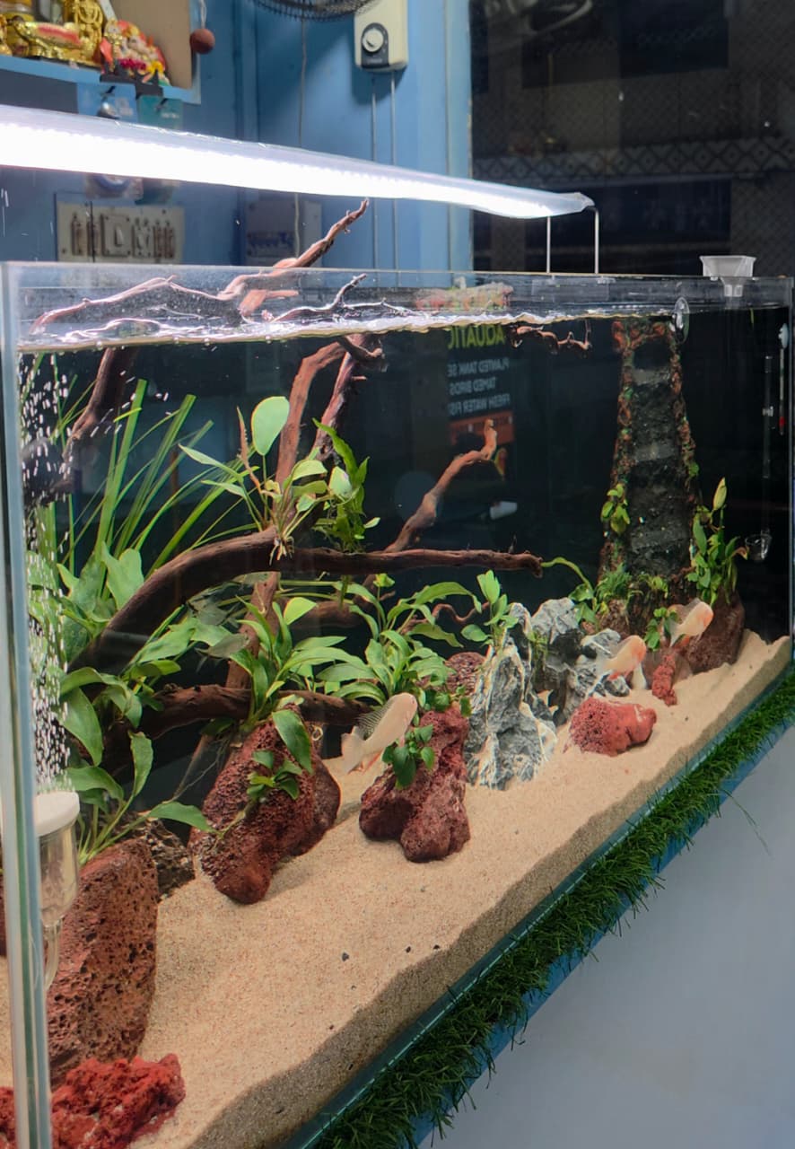 MagizhAquatics Gallery Aquascape 7