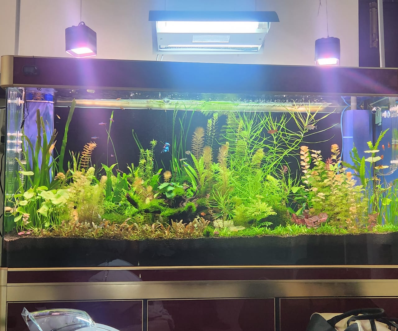 MagizhAquatics Gallery Aquascape 8